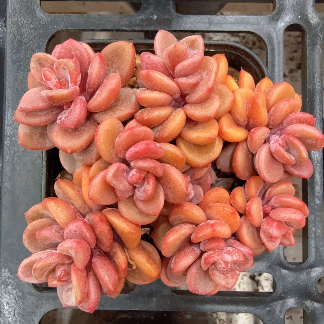 70#多头松露美人群（5-7cm）带盆土