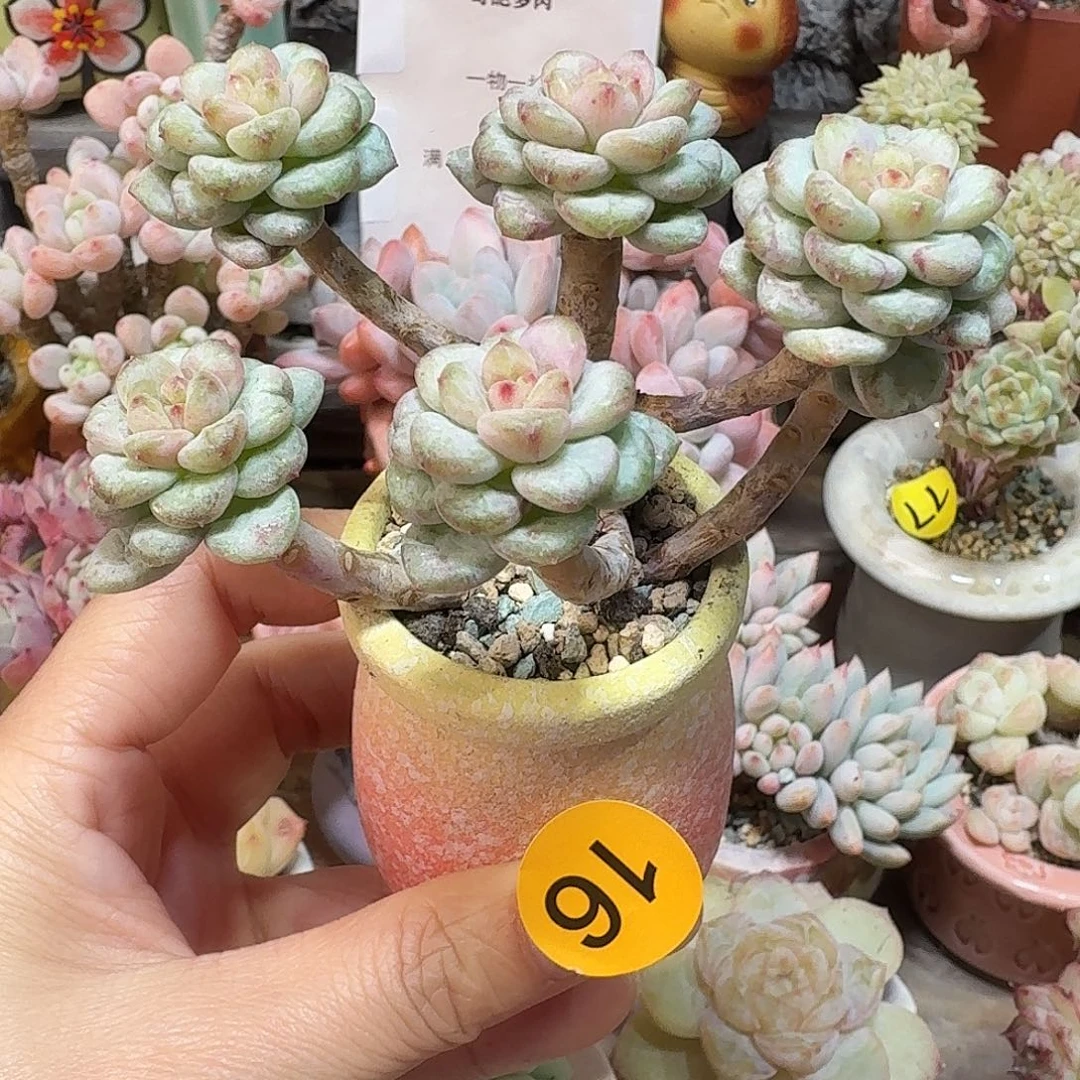 16 多肉含盆土 30元包邮非偏远