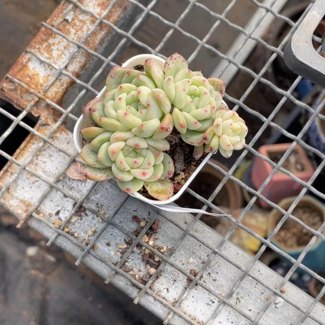 喵***喵555号糖心冰心珍妮