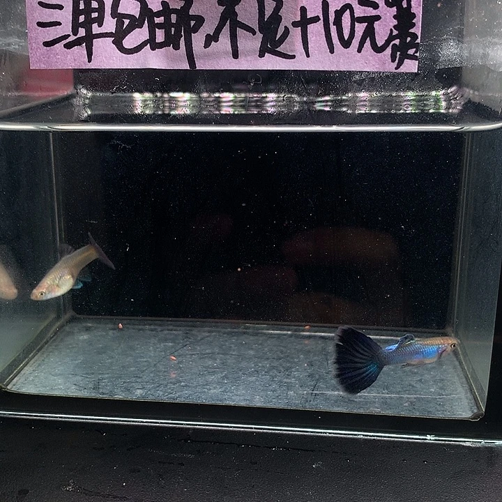 孔雀鱼辛加兰一对