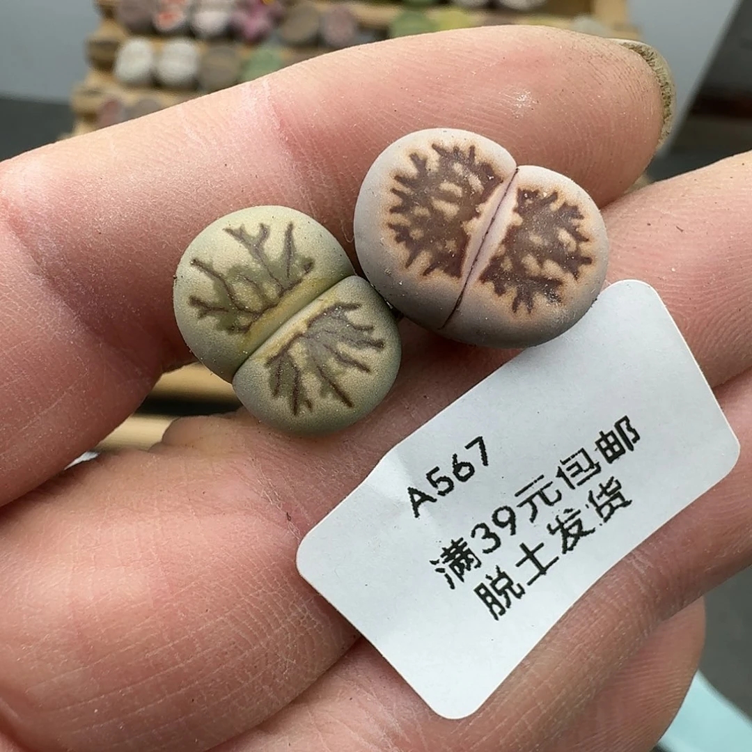 再****567多肉哈哈哈哈哈哈哈