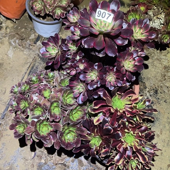 多肉植物断枝不包907法师3颗