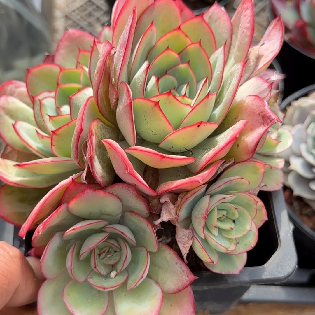 牡丹亭惊鸿一物一拍包装收缩花旱