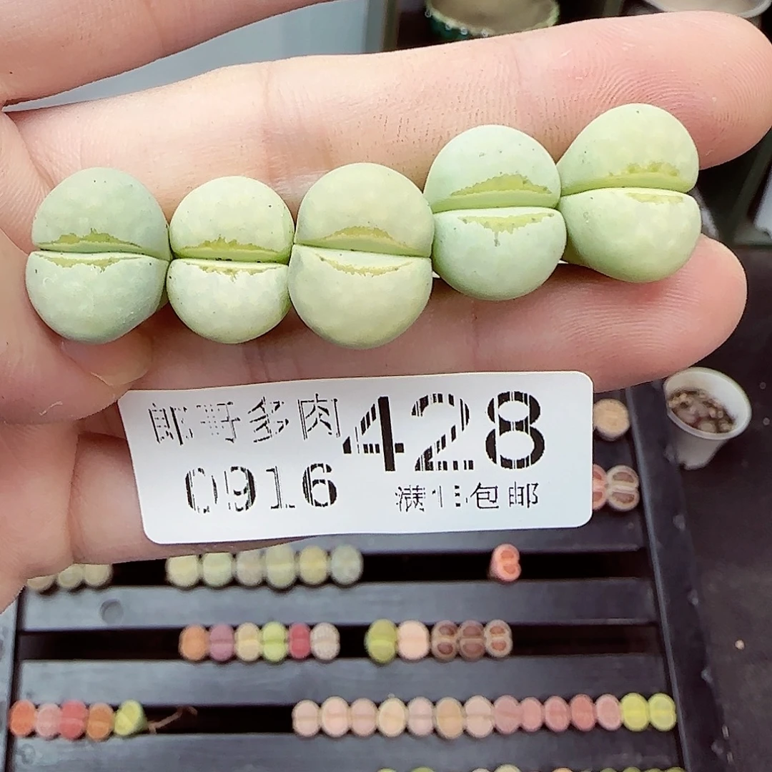 满满18包邮0916-428
