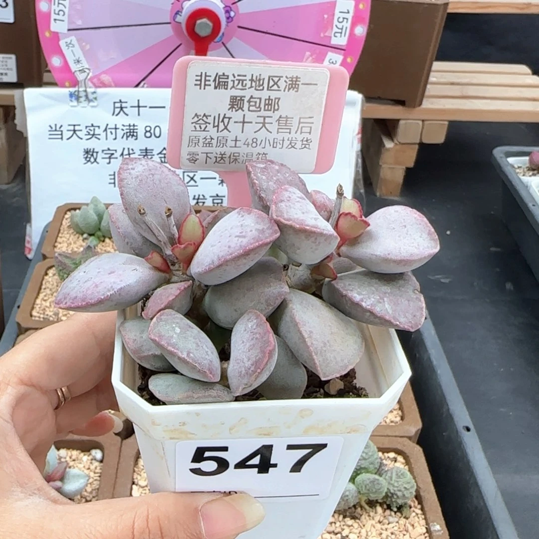 547金牛座多肉植物