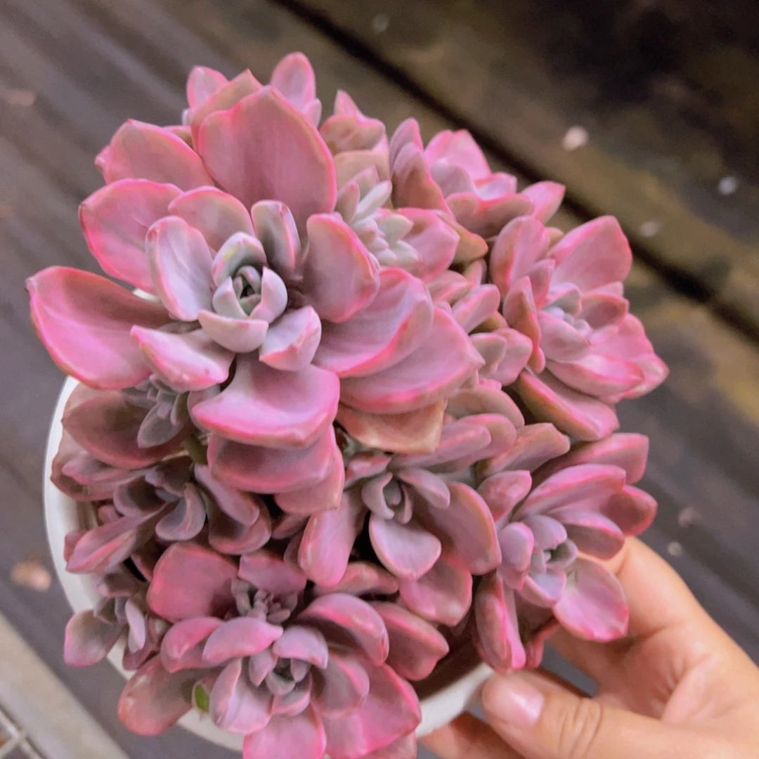 理查德夫人整装整群