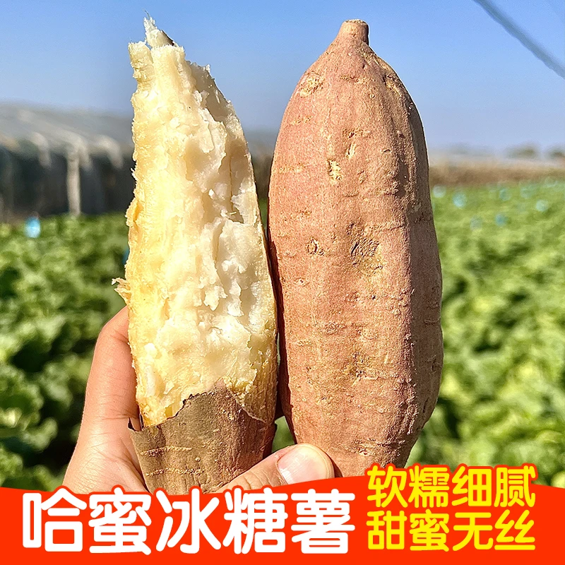 哈密冰糖薯山东新鲜白心蜜薯糖红薯超甜沙地番薯地瓜农产品