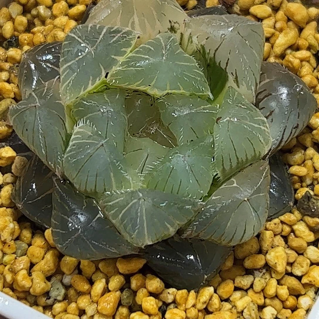 糊斑赤线锦十二卷多肉