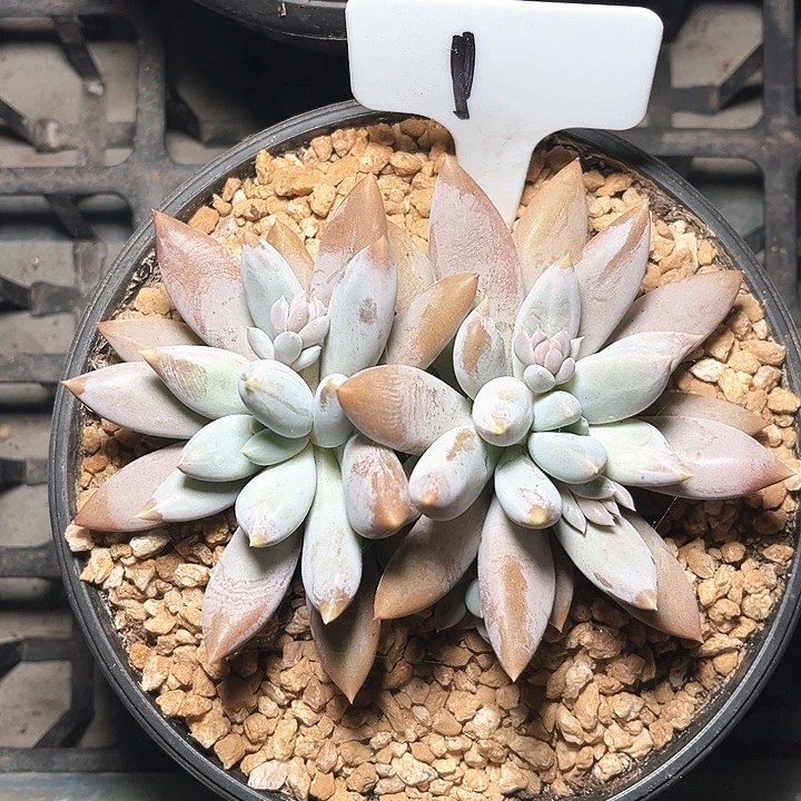 双头哥特1号码牌子的话题