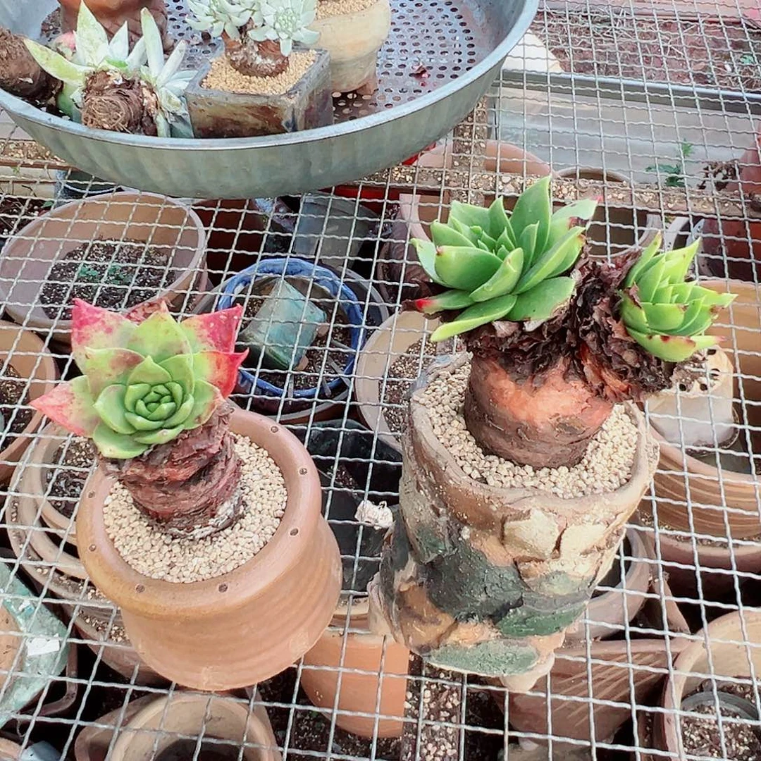 逆***跑9140坎黛仙女杯多肉