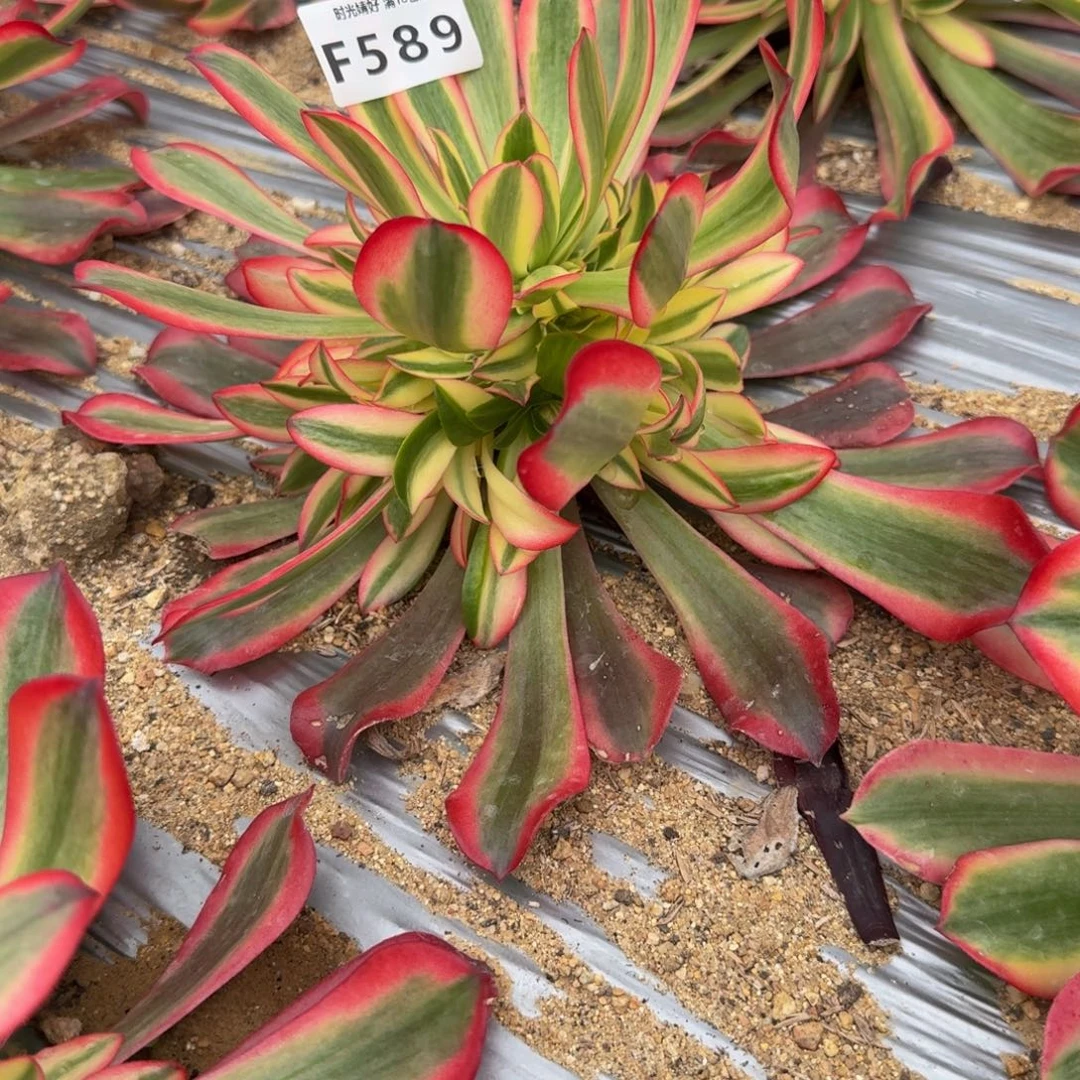 遇***己589桃妖。多肉植物