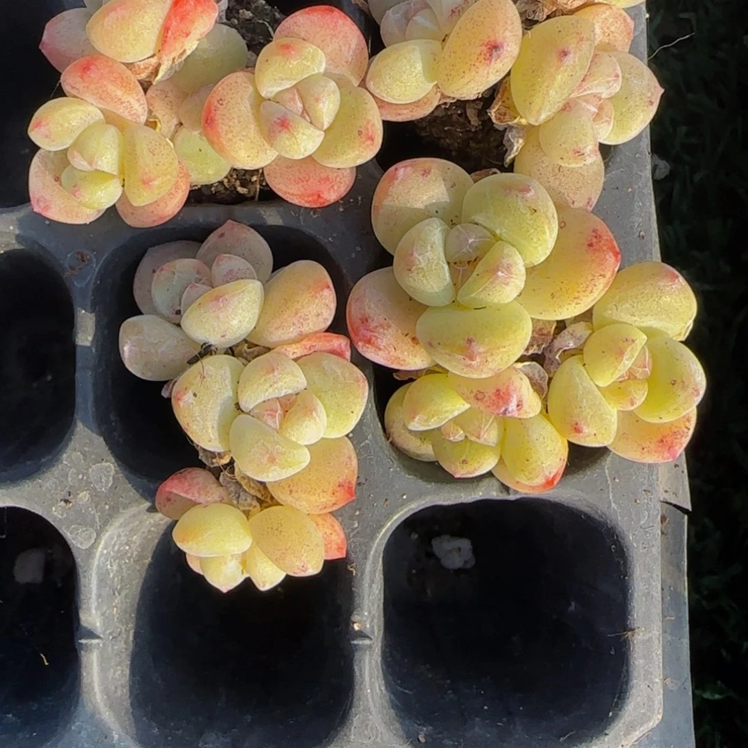 D***u嘟嘟的bibgtabgzib