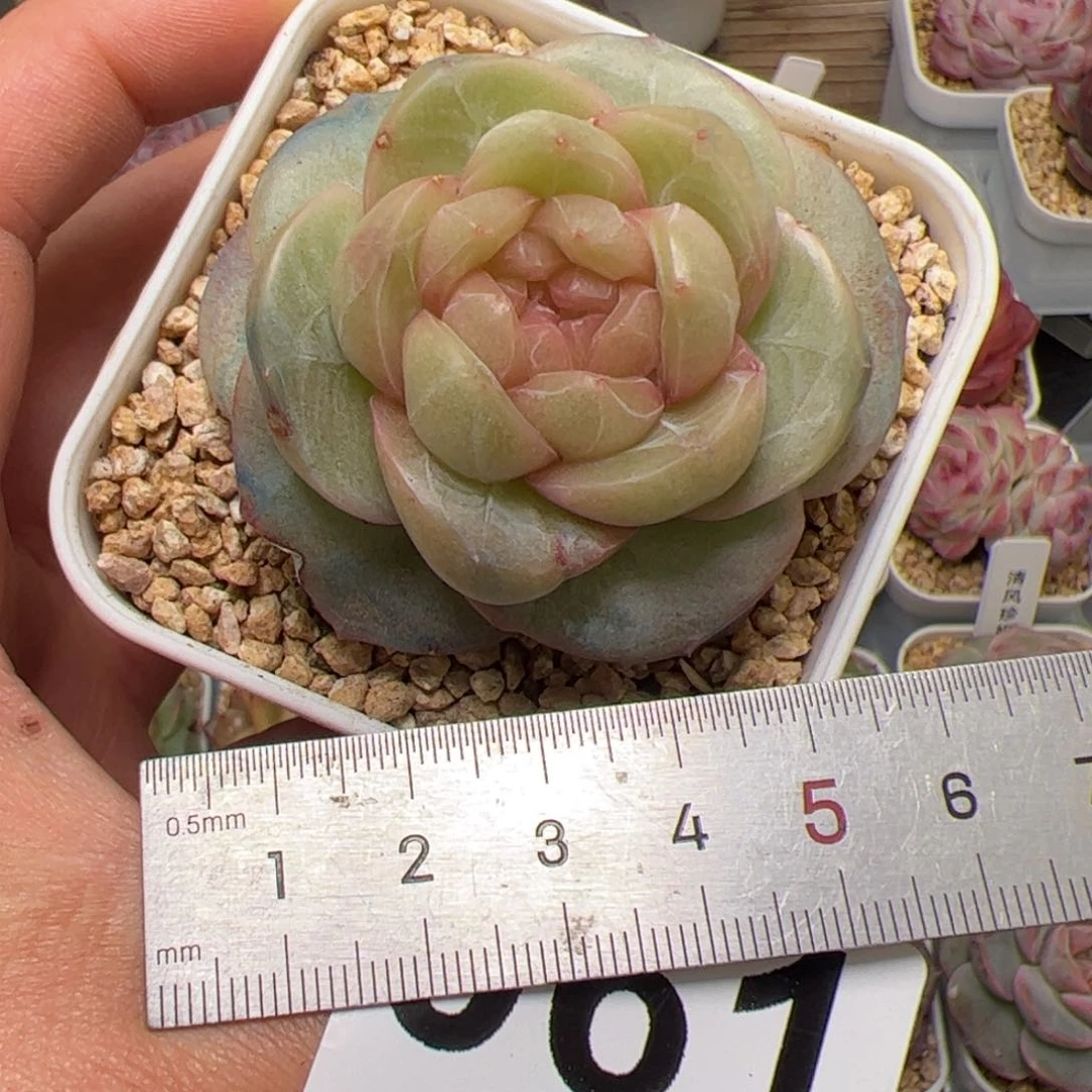 Z****z061多肉植物组合盆栽