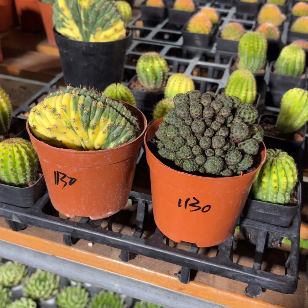 H***y青丽丸➕多闻柱2盆一组优惠5