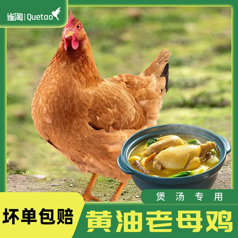<小雨家>晚南黄油老母鸡 1.3kg-1.5kg/一只 包冰率不含冰