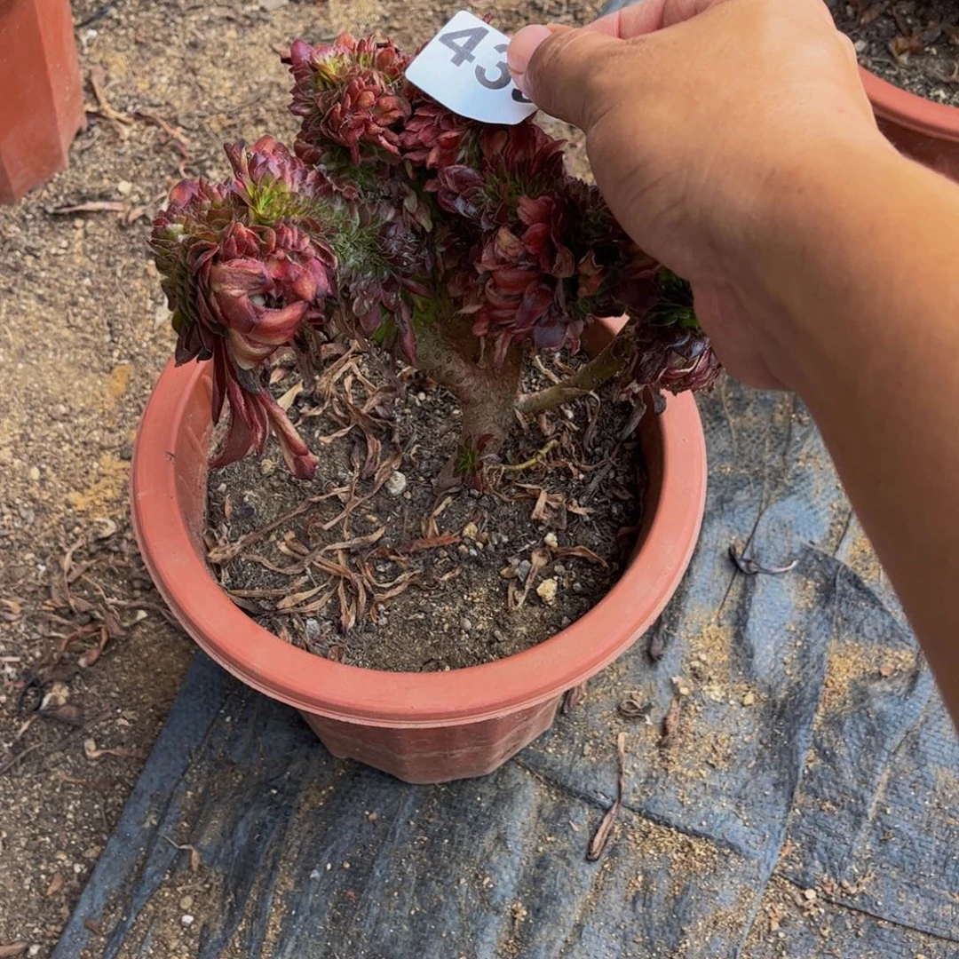 陈***金多肉植物美亚435缀