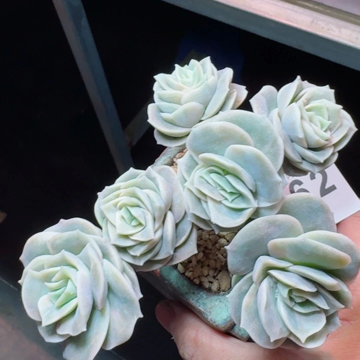 可爱玫瑰         精控精养多肉植物