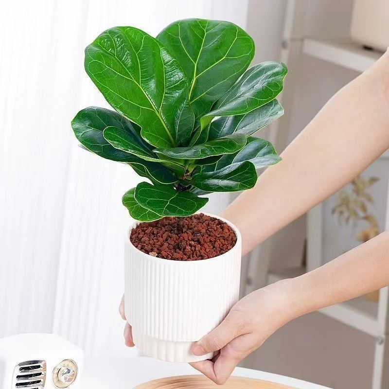 琴叶榕大叶植物盆景适合卧室客厅阳台防辐射净化空气易养活