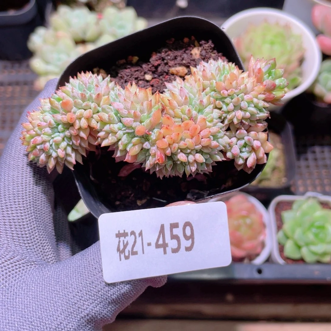 花利美21-459莱恩小精灵缀化