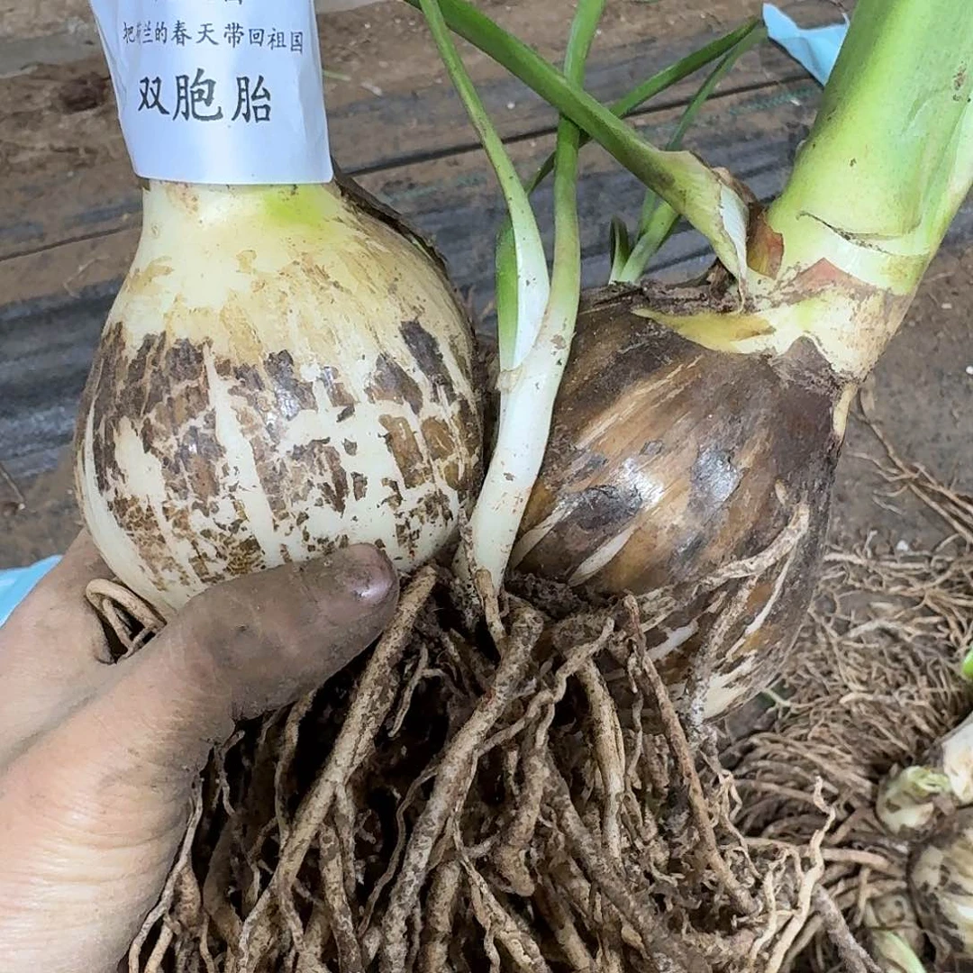 安吉拉双胞胎8+8