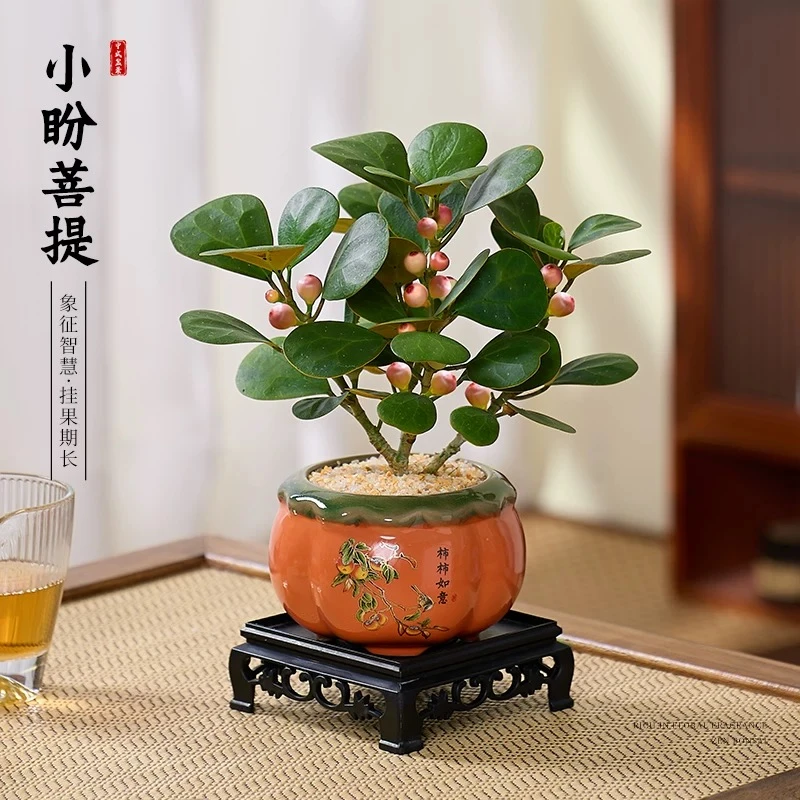小盼菩提树盆栽带果盆景植物四季常青室内办公室客厅桌面花卉绿植