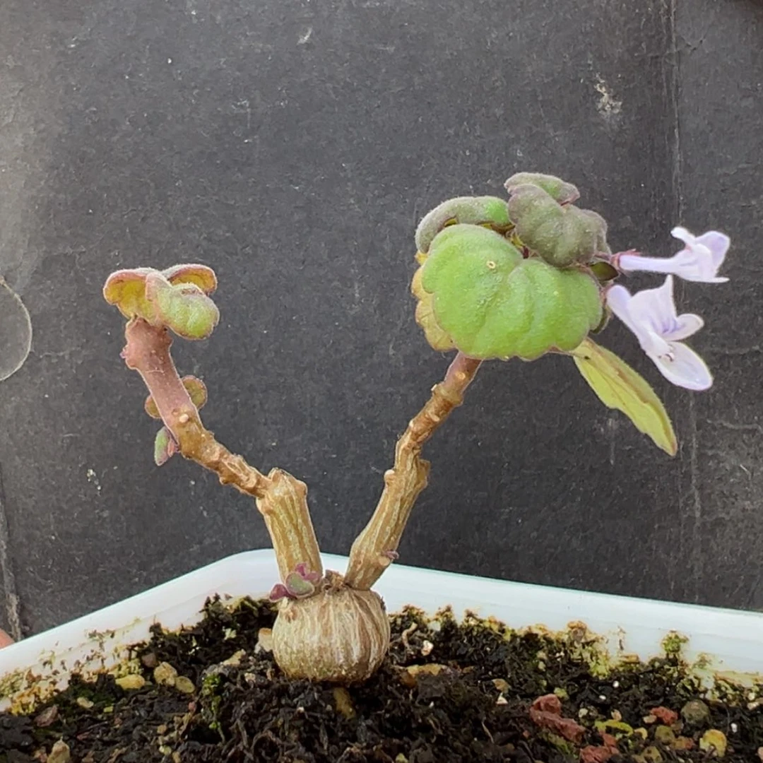 【闪购商品】dy6629艾氏延命草