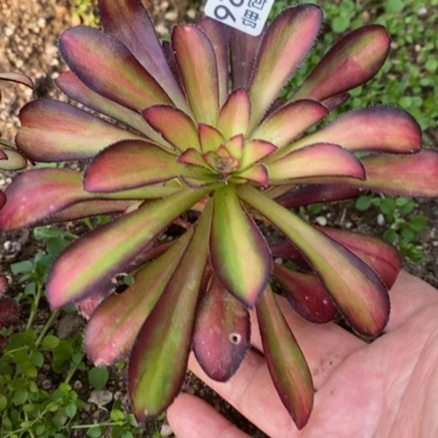 726魅力满25包邮多肉