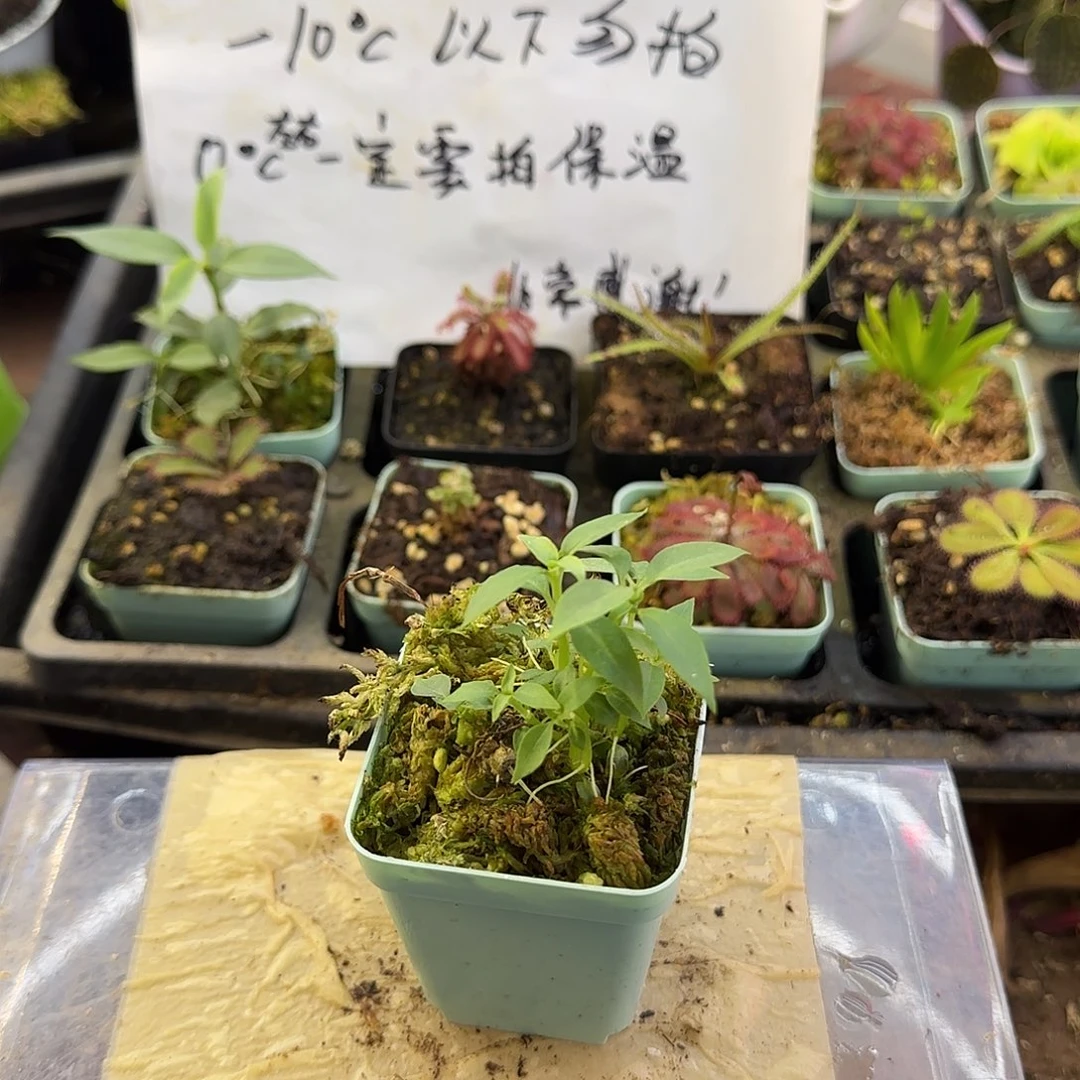 完全开放炮筒蚁寨