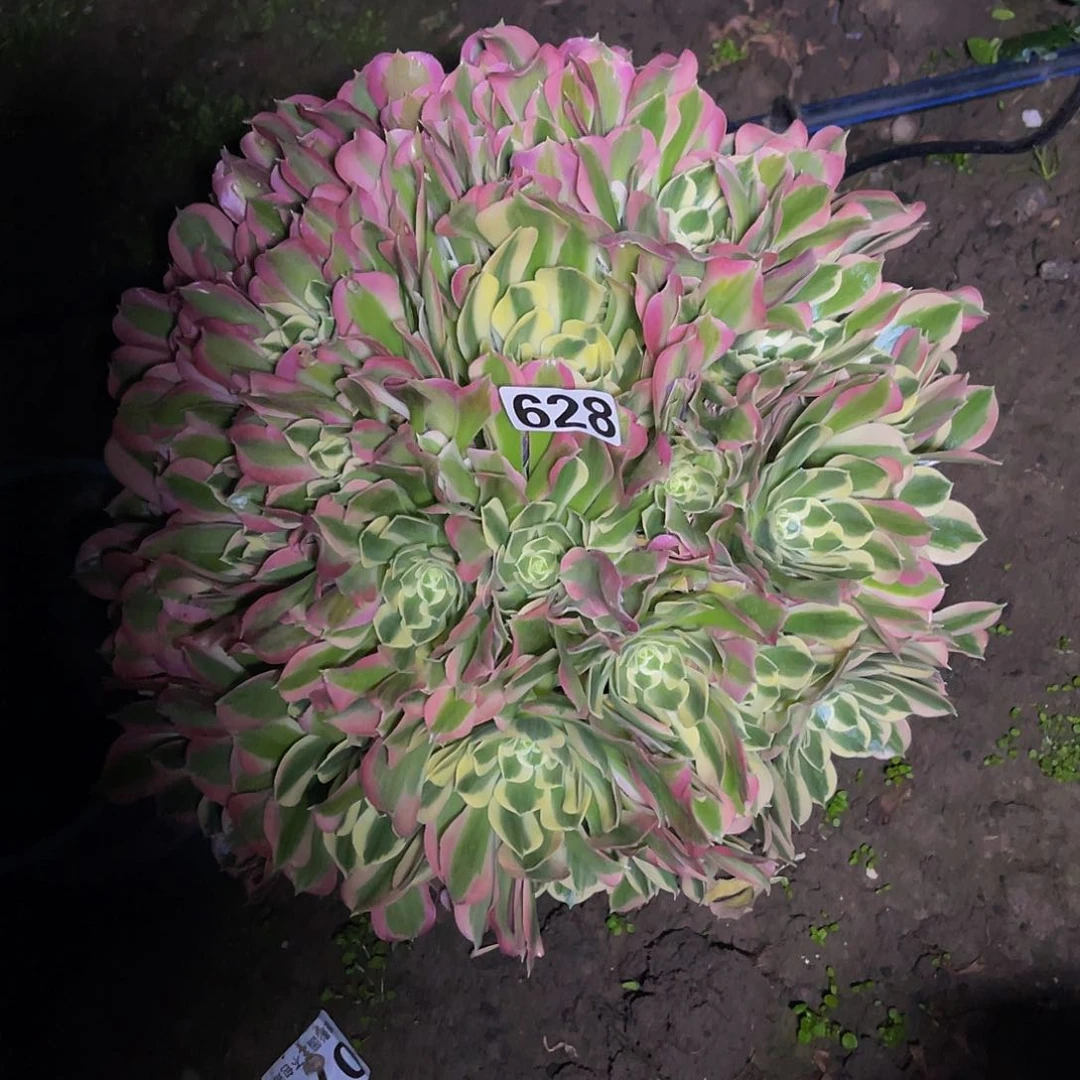 法师法师15-36包邮法师