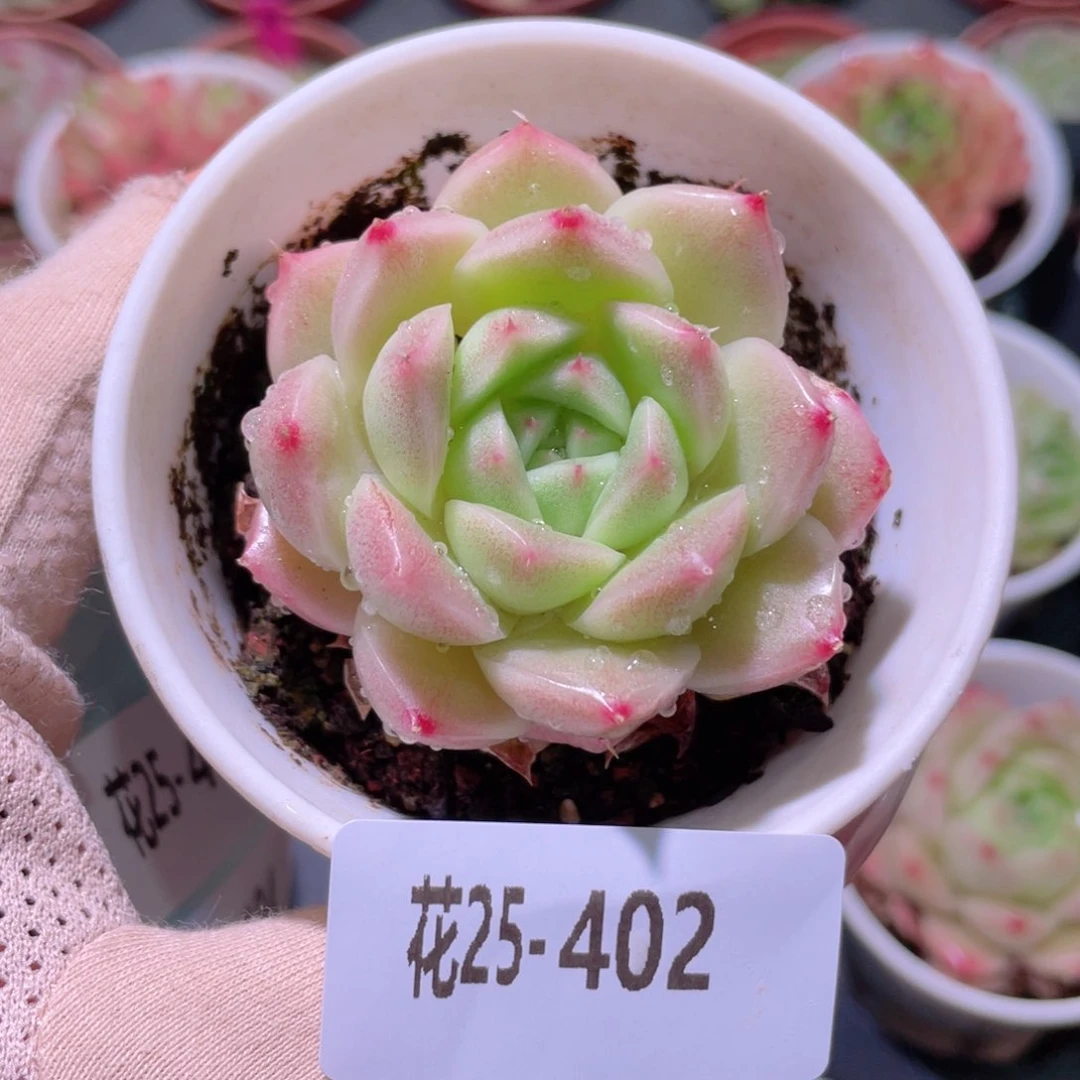 花利美25-402麦秆