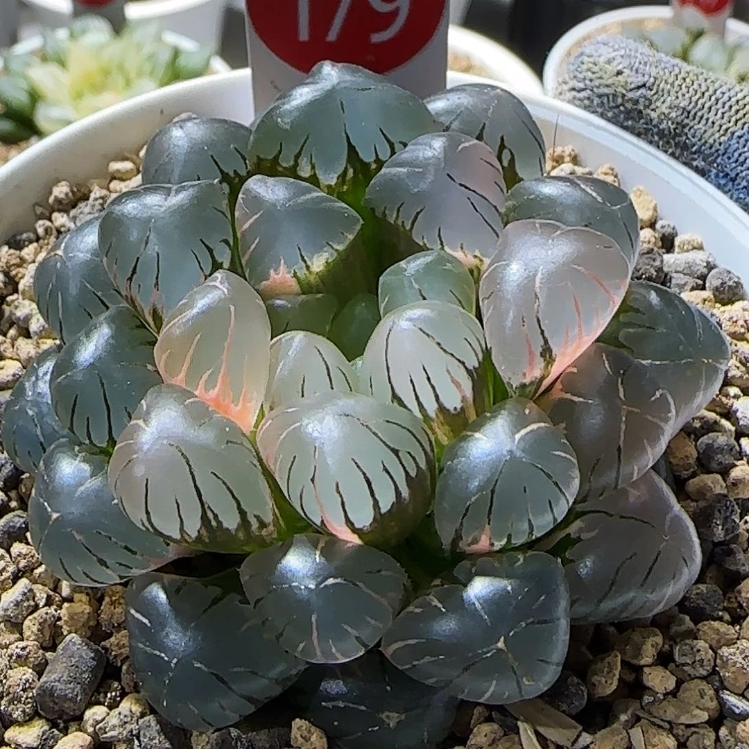 179号非组冰灯玉露锦 6 厘米左右一物一拍带盆发货