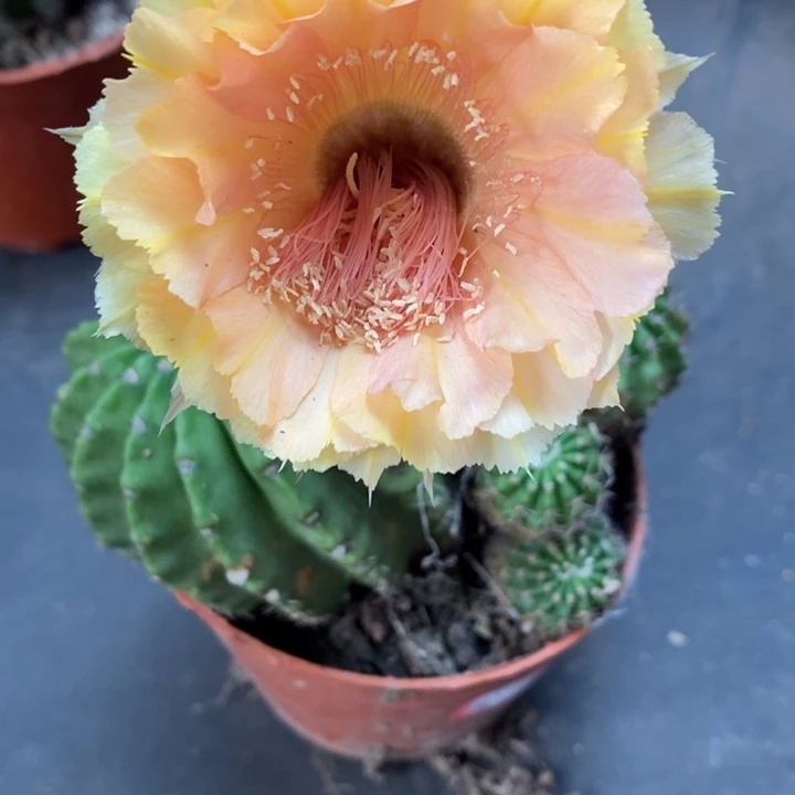 金刚黄锯齿边7-8公分有干皮