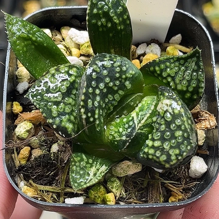 10巨大丸叶紫禁城锦青蟹铭品