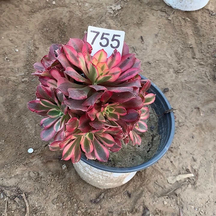 无花朵755美杜萨啊中