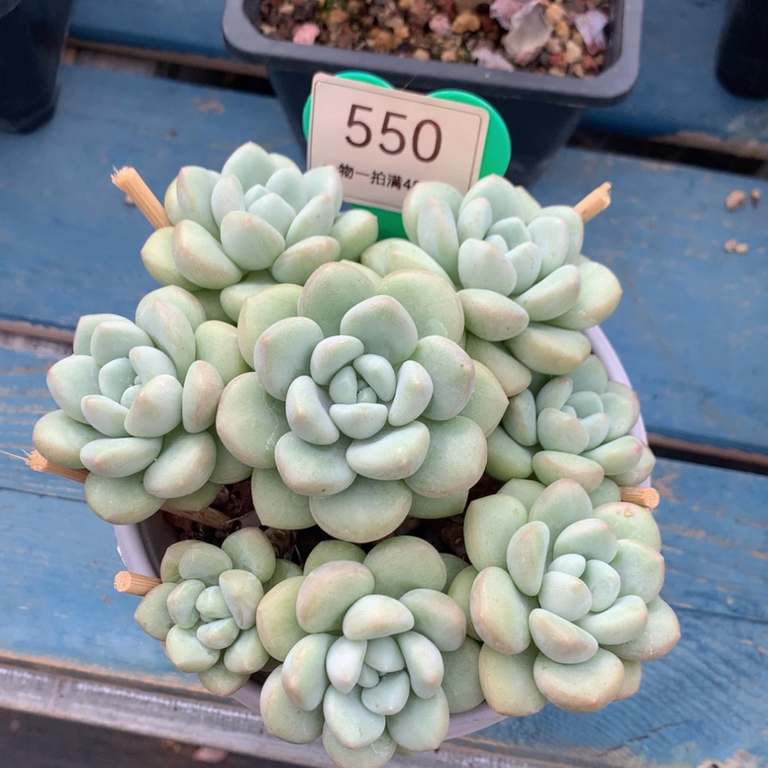 花***子泡泡糖老桩无砍捧花550