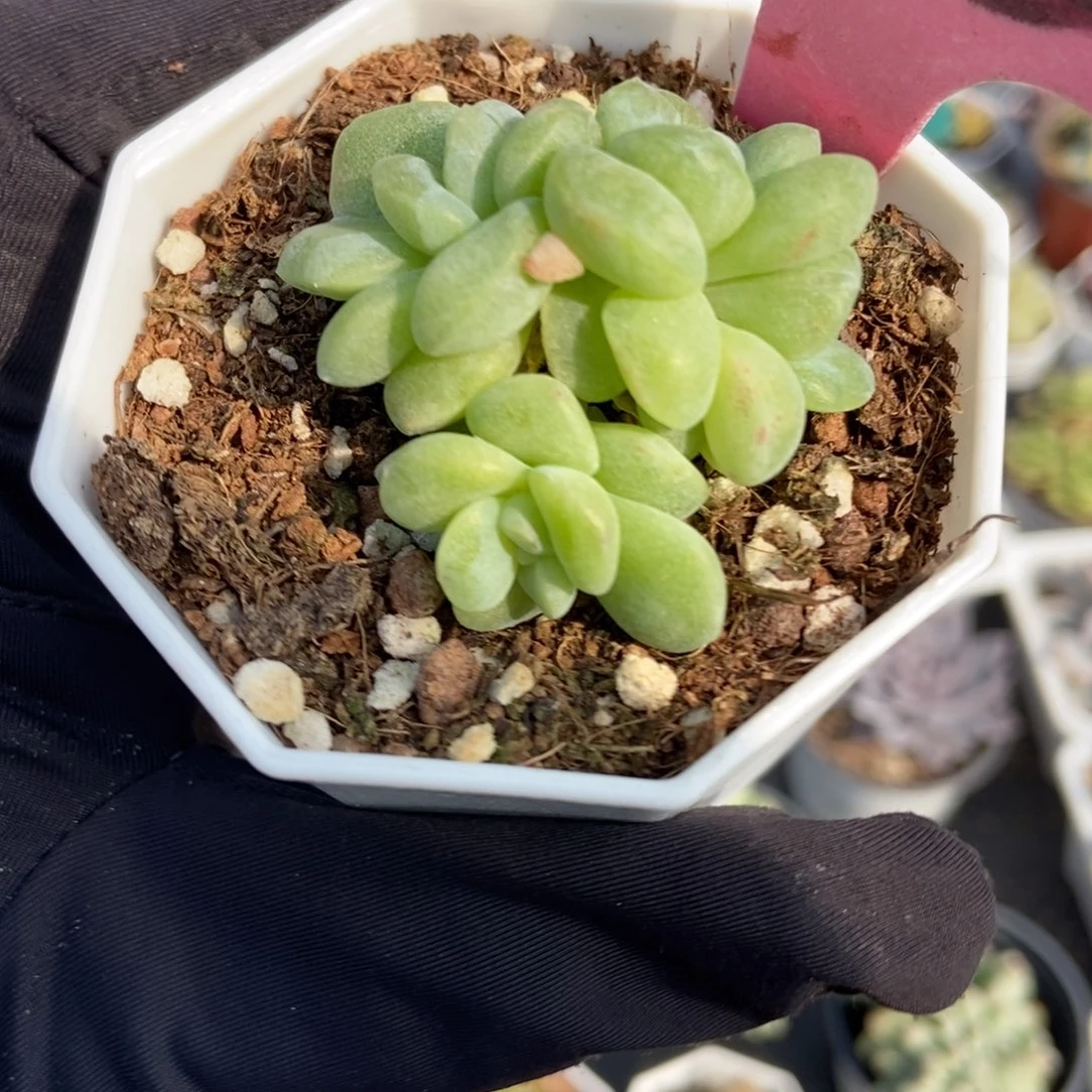 143冰玉石化多肉植物