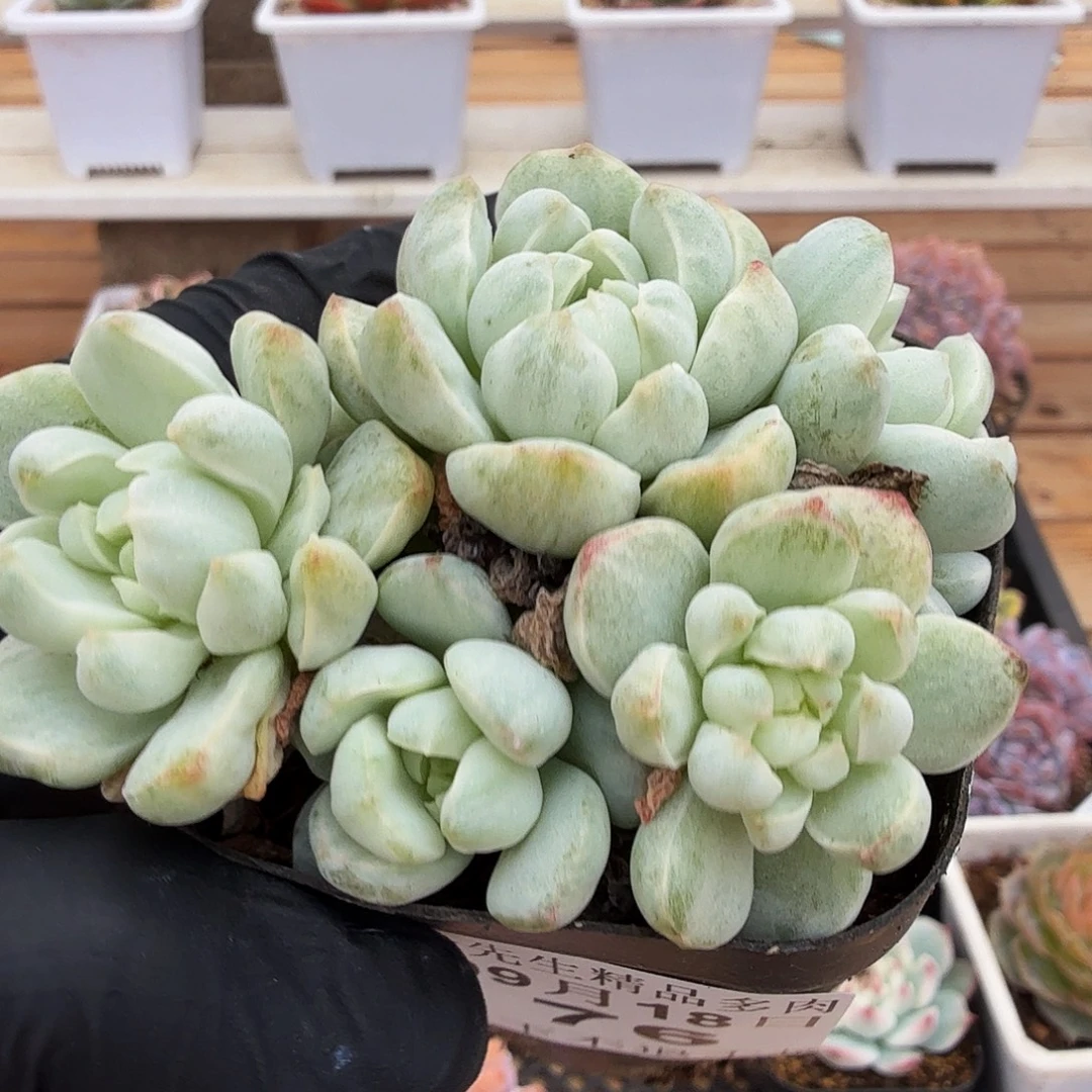 0918-76香草石化锦群