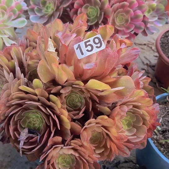 感***李多肉植物一个法师