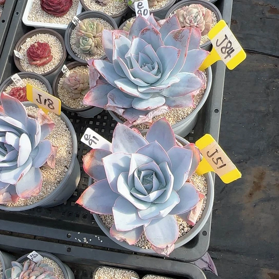 滕****4J84-51广寒宫单头多肉