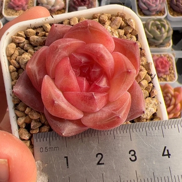 我****?352 多肉植物组合盆栽