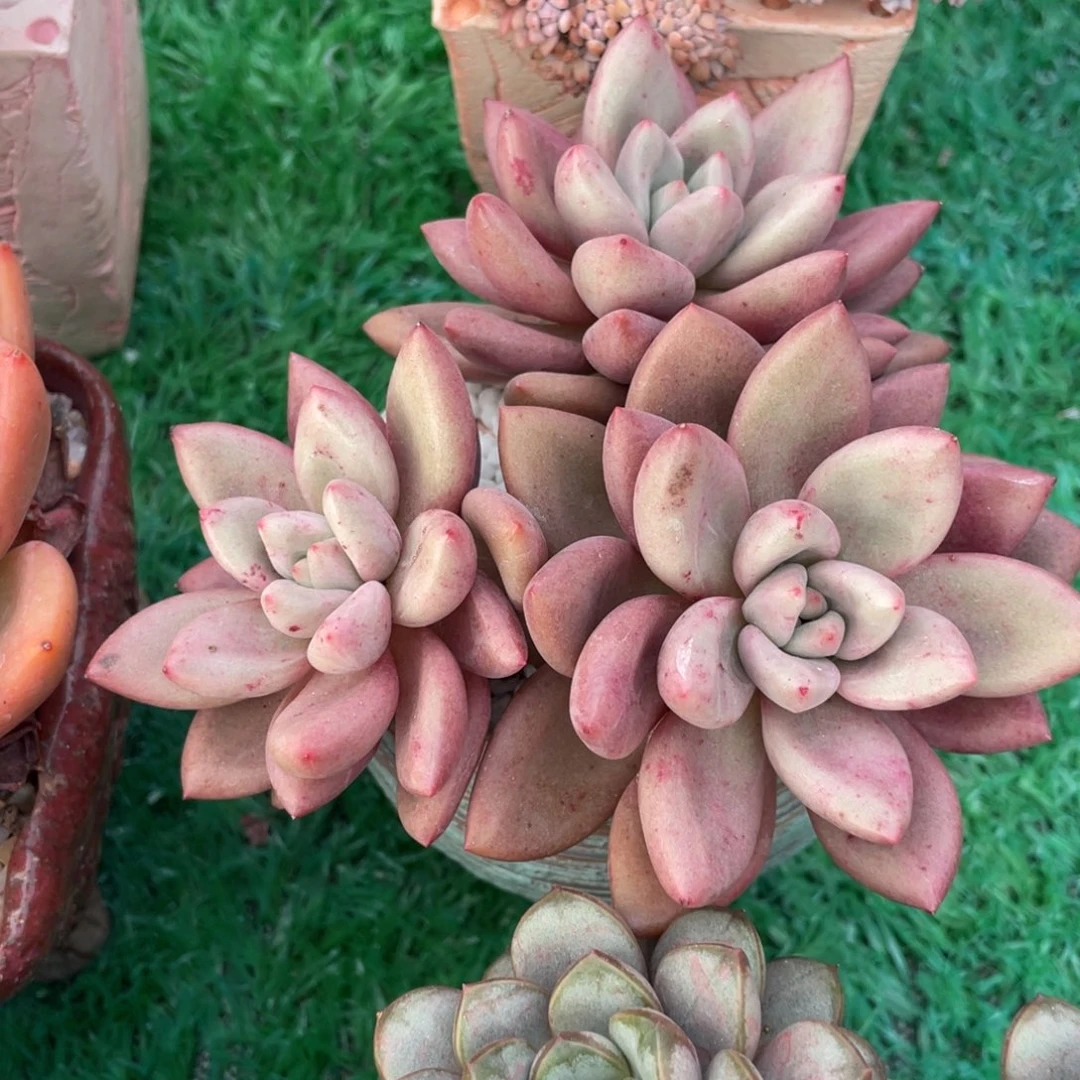 多肉植物盆栽多肉