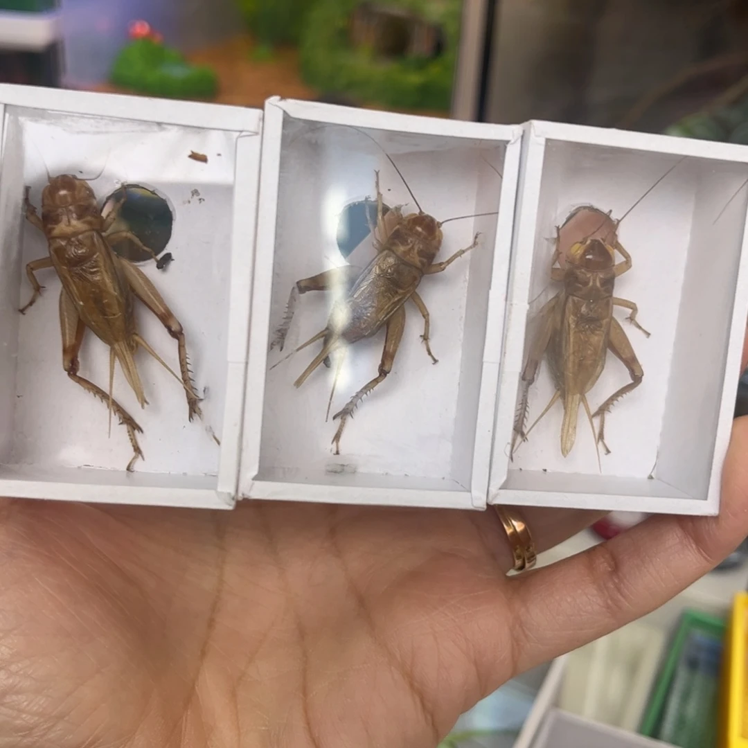 全品冰糖紫花脖子3只