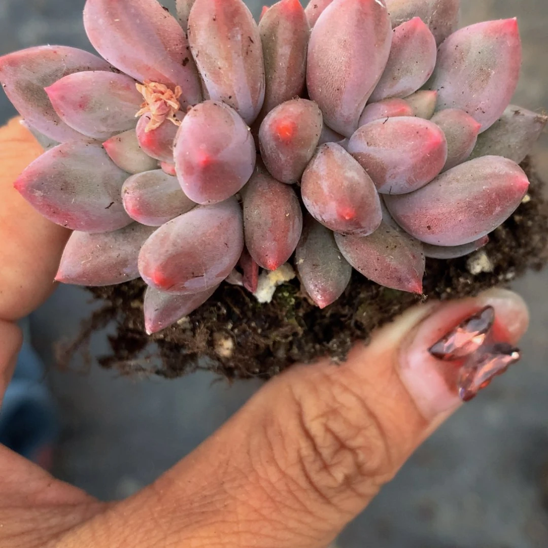 车厘子双头 好看的。（不满9.99发叶子）