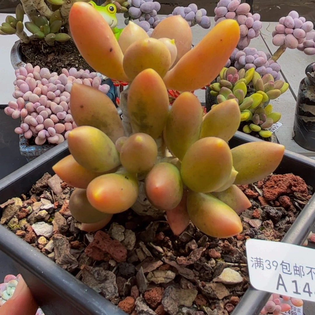 445/6cm芒果奶老桩多肉植物