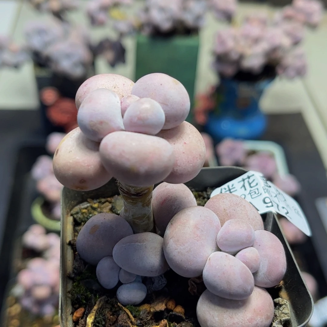 972/5cm芭比奶酪多肉