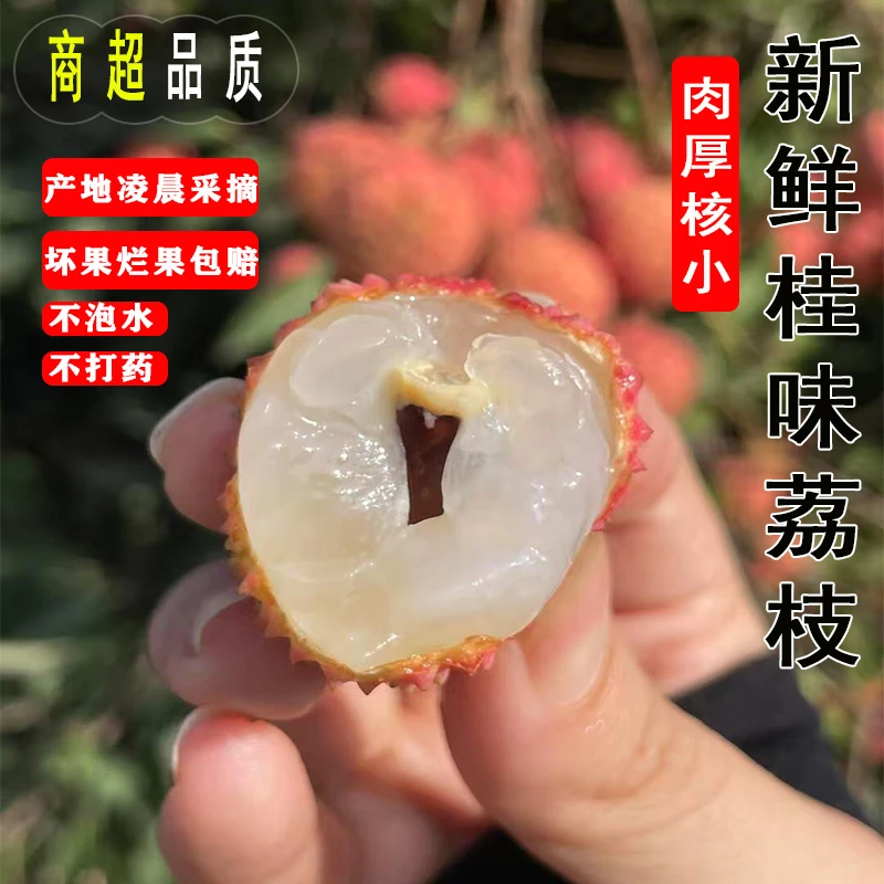 【广东省内专拍链接】从化桂味荔枝新鲜现摘肉厚核小清甜当季水果甜