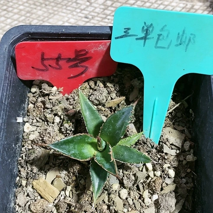 【闪购商品】无花朵龙舌兰霍利达