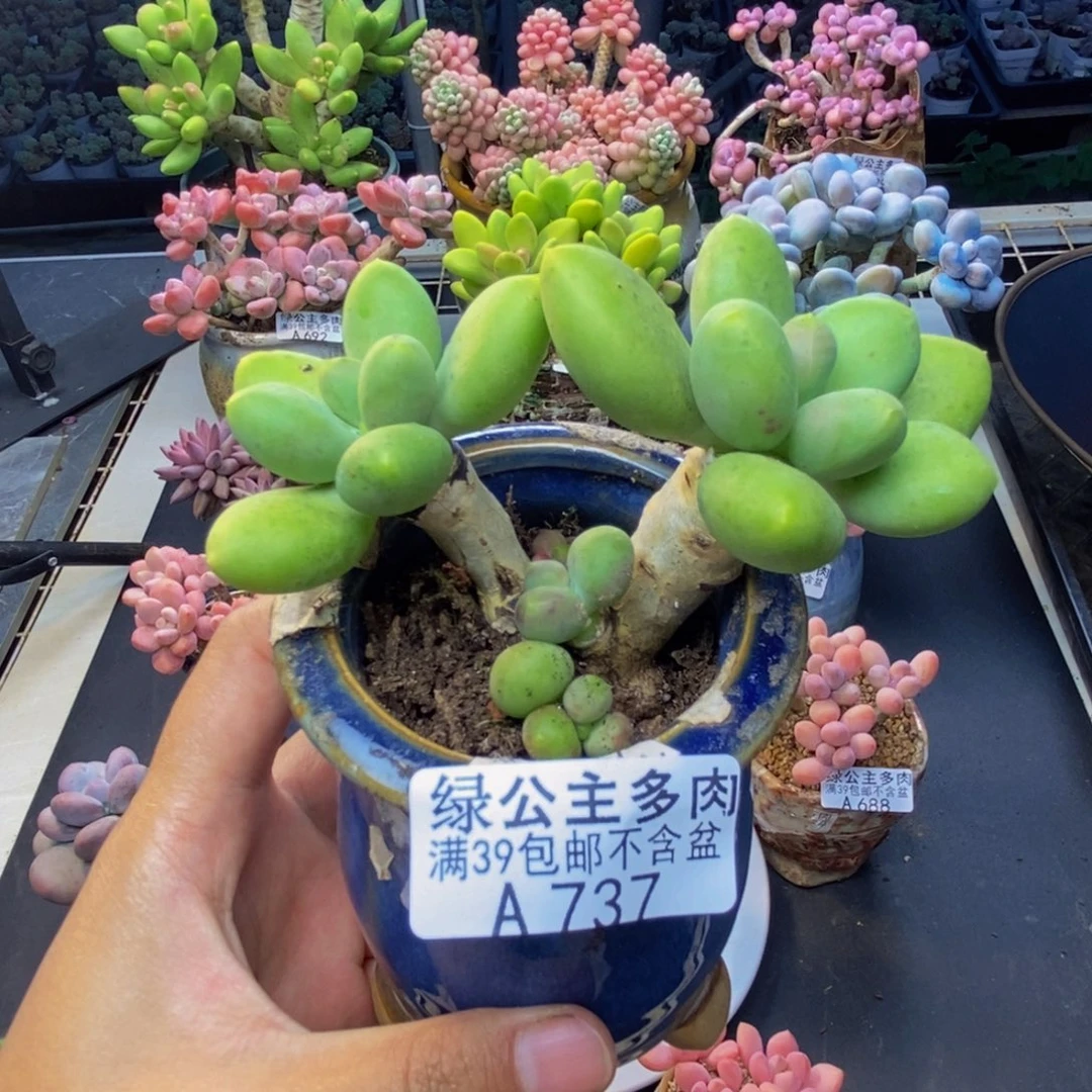 737芒果奶多肉7c m
