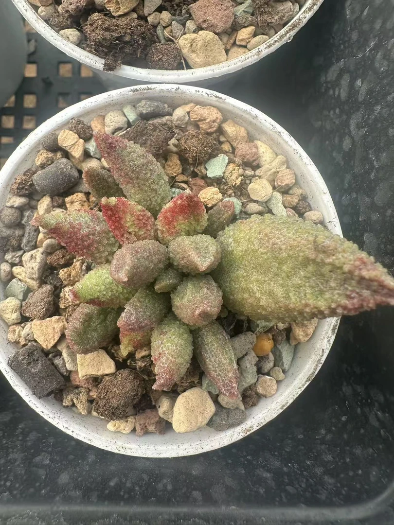 【水泡多肉】绿冰晶 水泡