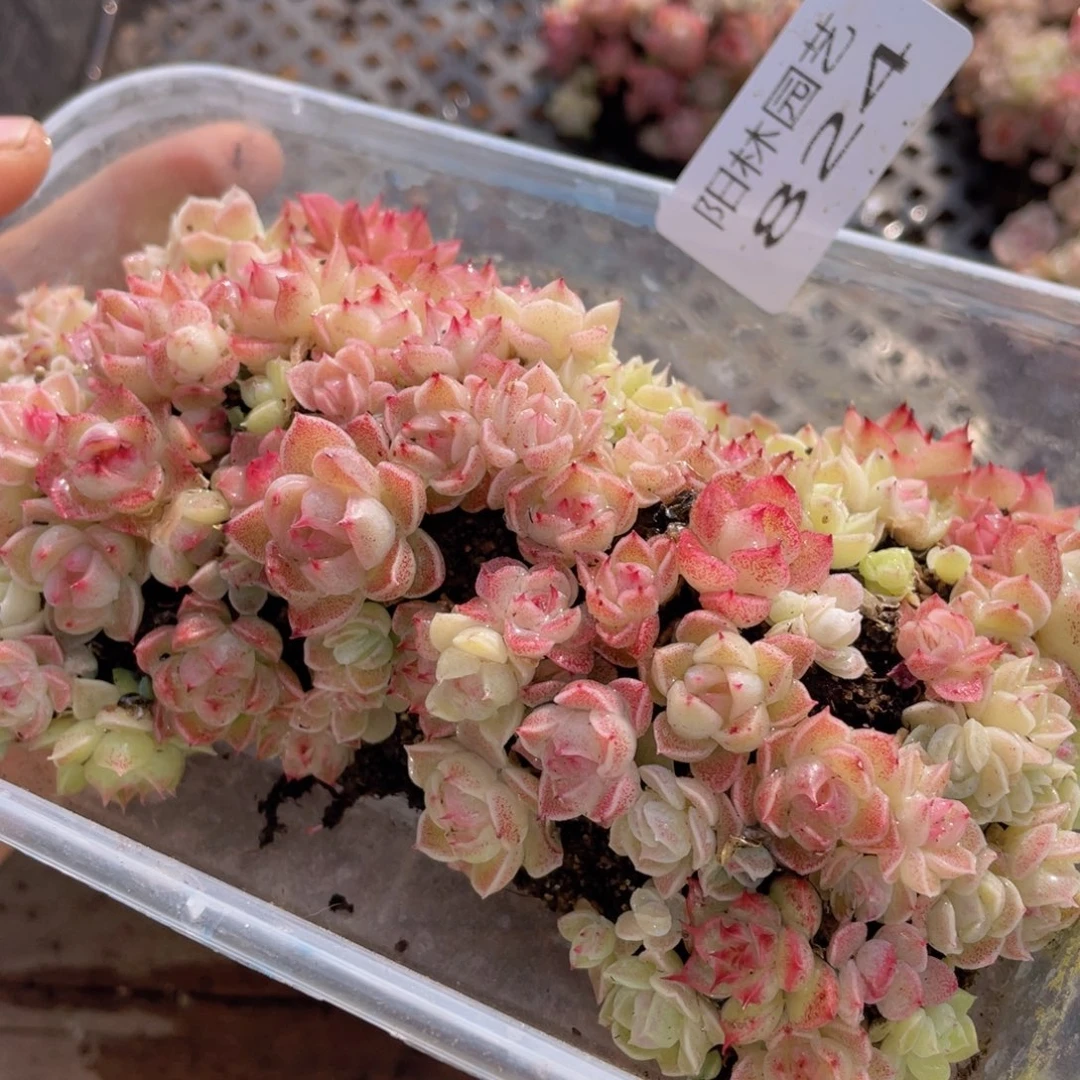 多肉植物多肉植物824